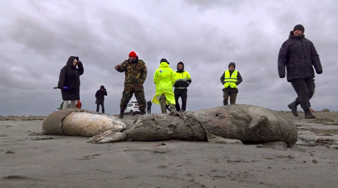 俄羅斯裏海沿岸驚現「2500具海豹屍體」　大規模暴斃原因不明