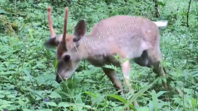 智能红外相机拍到极危野生梅花鹿，在隔近半世纪后再出现于重庆五里坡自然保护区。