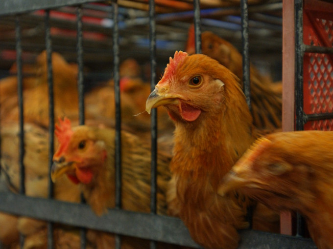 荷兰及丹麦分别爆发高致病性H5N1及H5禽流感，港府暂停进口当地的禽类产品。资料图片