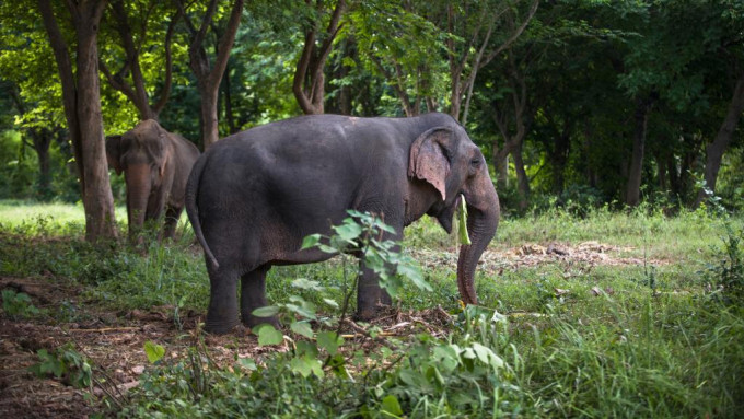 北碧府常有大象出沒。資料圖片