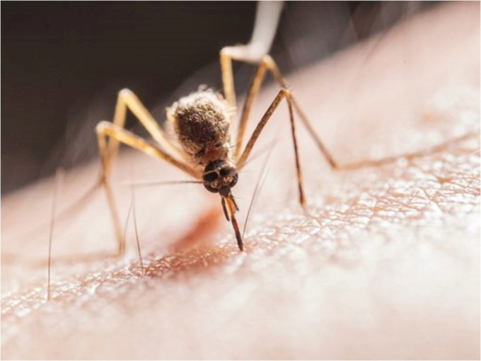 美國佛羅里達州將釋放出10億隻基因蚊子。網圖