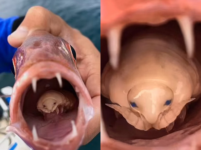 Don发现鱼嘴内竟有一条奇怪的舌头。网图