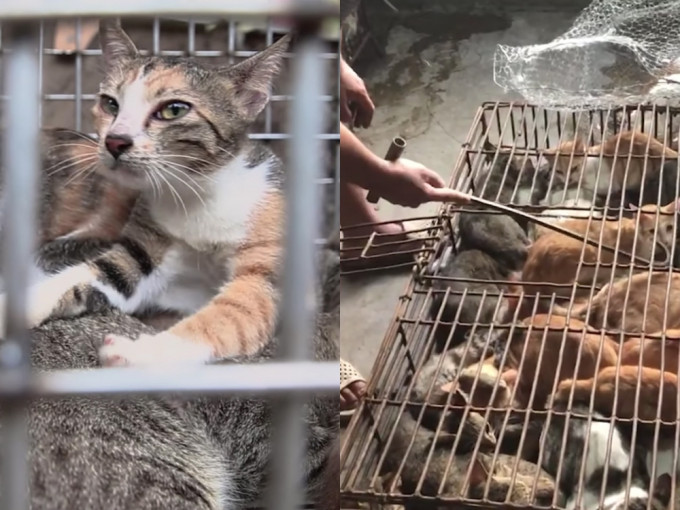 越南貓肉交易市場每年屠殺過百萬隻貓咪，貓咪慘被困在鐵籠毆打、溺水、屠殺成人類盤中餐。(網圖)