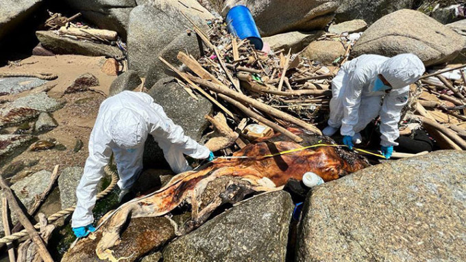 成年海豚骸骨現正生書院碼頭附近石灘。海洋公園保育基金提供