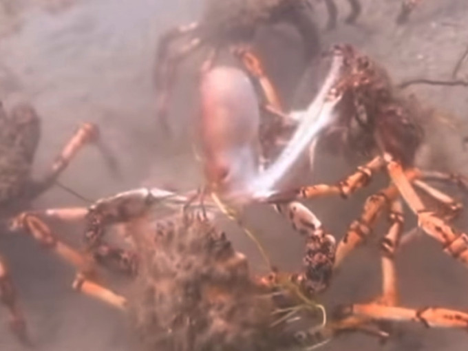 一隻章魚不小心誤入正在遷徙的巨型螃蟹地盤，隨即慘遭圍攻分屍。　影片截圖