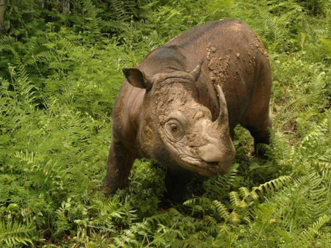 这只叫塔姆（Tam）的苏门答腊犀牛，已经离世。  网上图片