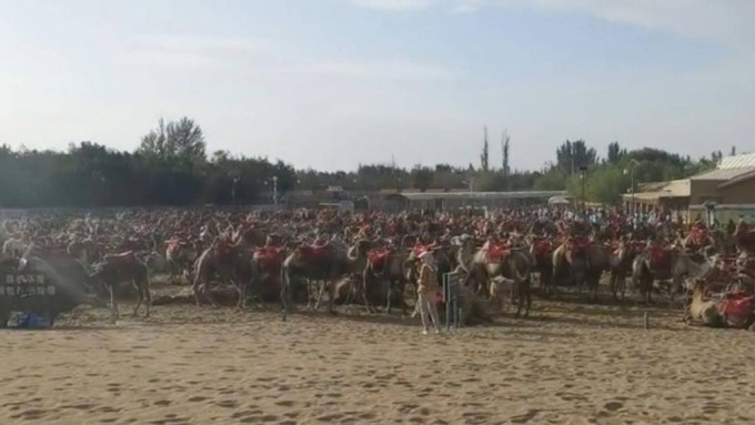 敦煌月牙泉骆驼因体力不支而「大罢工」。(微博图片)