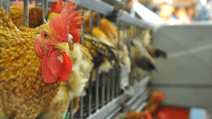 法国朗德省爆发高致病性H5N1禽流感，中心即时指示业界暂停从该地区进口禽肉及禽类产品（包括禽蛋）（资料图片）