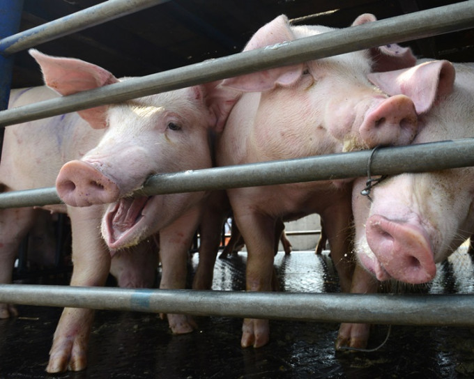 非洲猪瘟疫情首次传入广东，本港高度戒备。资料图片