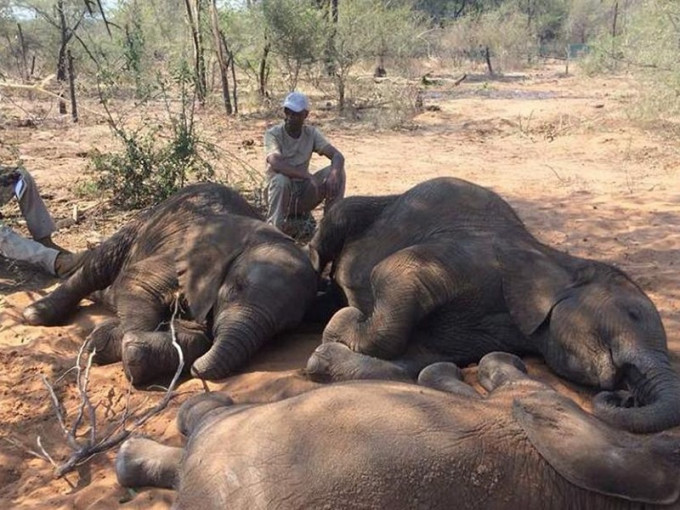 数以百计的大象死去。网图