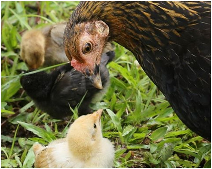 李显龙在脸书中附上一张母鸡深情款款凝视小鸡的照片。李显龙fb图片