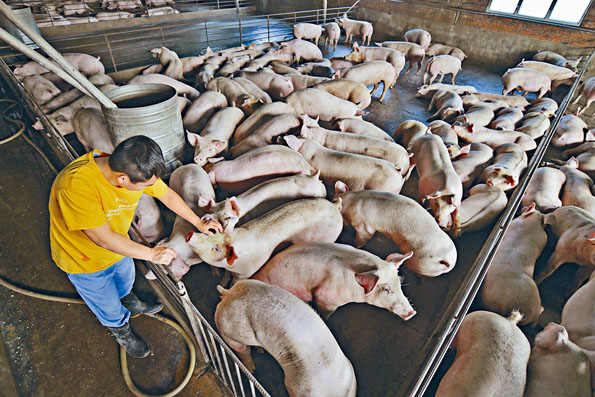 ■元朗南其中一個不被當局保留的「永生農場」，飼養近四千隻豬，每日出產二十隻到市場。