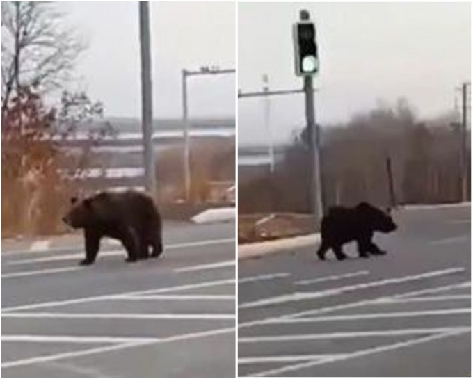 視頻中見「熊出沒」在公路上。