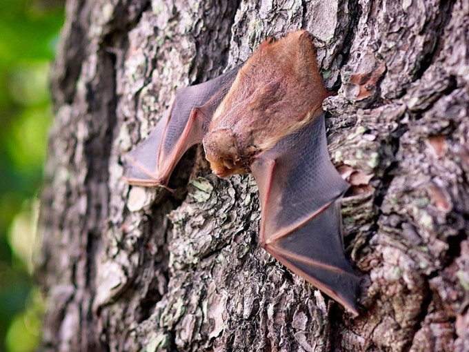 科學家在一隻中國蝙蝠的肝臟內發現類似伊波拉病毒，且確定能感染包含人類。網圖