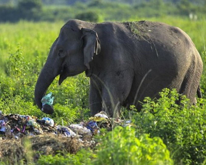 一名攝影師在印度拍到大象在草叢中食垃圾。(網上圖片)