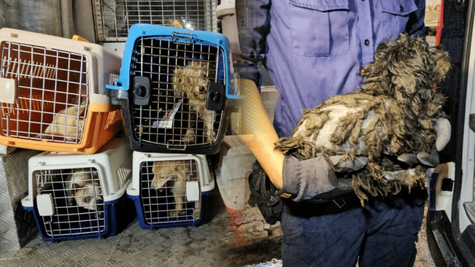 殘酷虐待動物愈趨嚴重 申訴專員主動調查動保福利工作