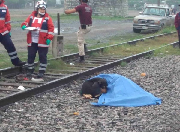  男主人被火车撞死，忠犬在旁伴尸拒绝离开。网图