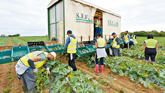 英国康沃尔郡海尔的农民采集西葫芦。 资枓图片