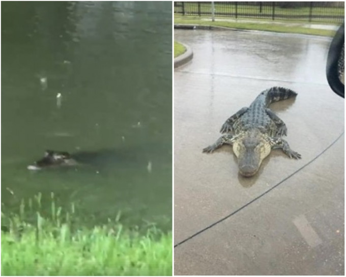 密蘇里市一名女子在家中後院發現鱷魚。(影片截圖)本德堡縣警方發佈鱷魚游上岸的照片，著居民要小心。(網上圖片)