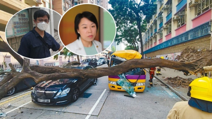 巴富街鳳凰木倒塌壓四車，專責組將研究優化樹木檢測。