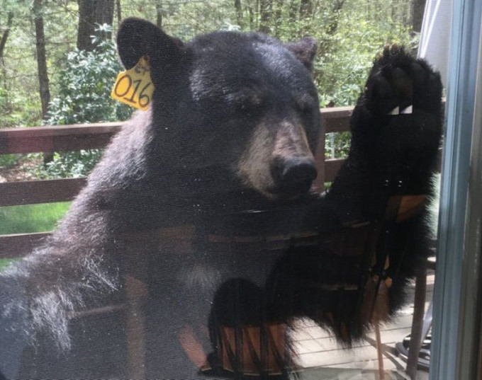 黑熊搞了半小時也不得其門而入而放棄。