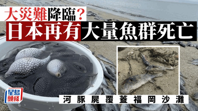 日本各地近期接連發生大量魚群死亡事件。網圖/星島製圖