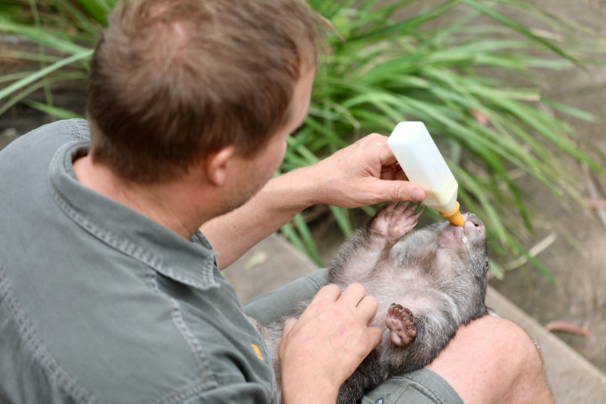 澳洲多个动物园提供直播，让大众了解饲养员如何照顾动物。