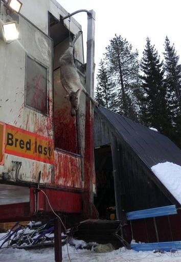 被杀的鹿驯吊上货车。AP