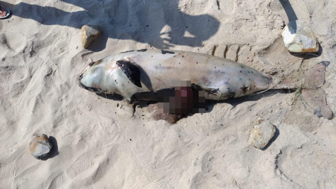 擱淺亞成年江豚屍體已嚴重腐爛。