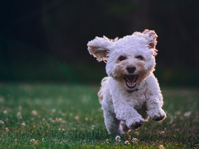 研究指狗只可以嗅出新冠病毒，准确率更达95%。unsplash图片