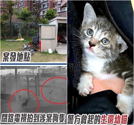获救幼猫送爱协检查无大碍。警方facebook图片