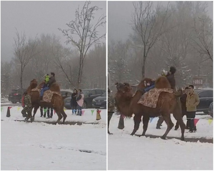 駱駝在雪地中緩慢前行幾步後突然抬起前腿發狂摔落兩人。網圖