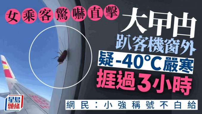 果然是「小強」︱女子搭飛機窗外驚現蟑螂　 -40℃高空挺過3小時