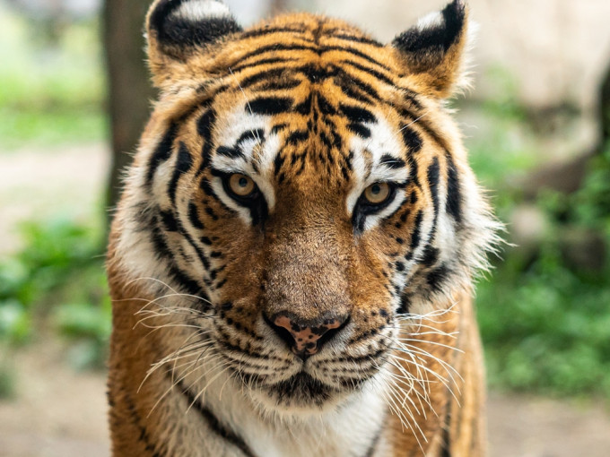 安徽動物園飼養員疑未鎖好門，打掃期間遭老虎襲擊致死。unsplash圖片