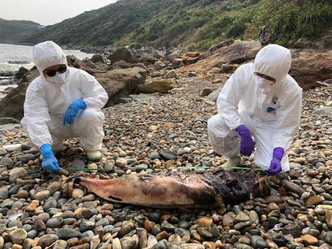 該條年幼江豚屍身體已嚴重腐爛。圖:海洋公園保育基金