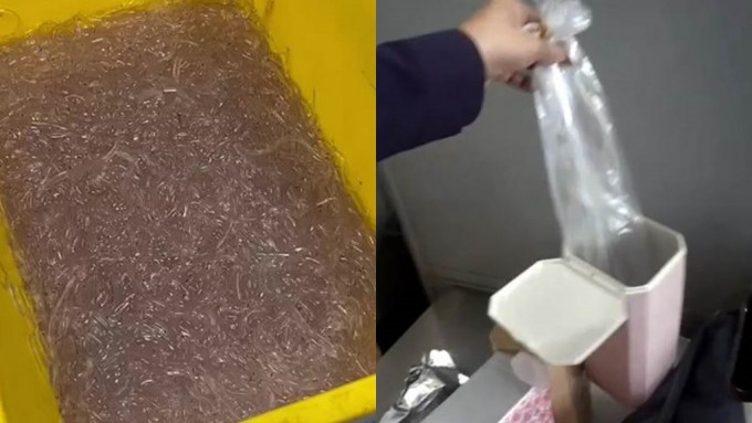 高雄机场人员在飞往香港旅客的行李中发现6万多条鳗鱼苗。网上图片