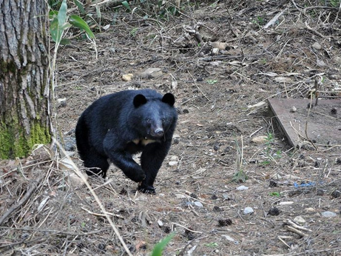 共同社報道指，近年越來越多人在郊外餵食棕熊等野生動物。網圖