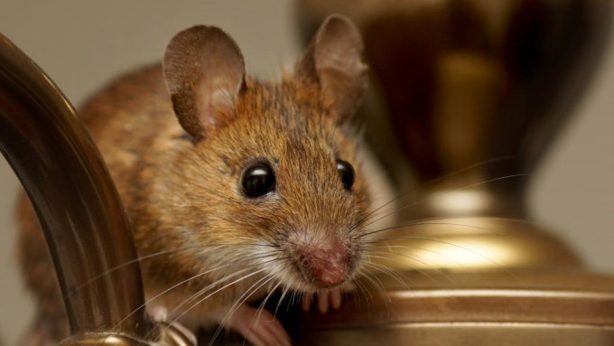 研究指出，老鼠或为Omicron变种病毒的宿主。资料图片
