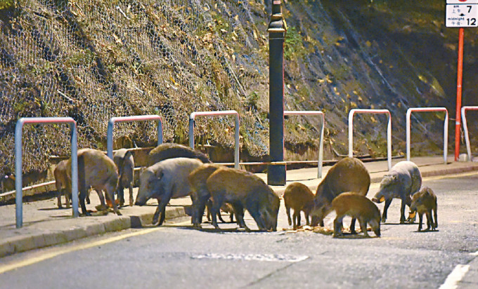 謝展寰指政府的目標不是滅絕野豬。資料圖片