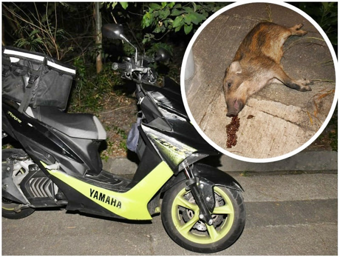 小野豬被電單車撞飛，口吐鮮血，倒斃行人路。