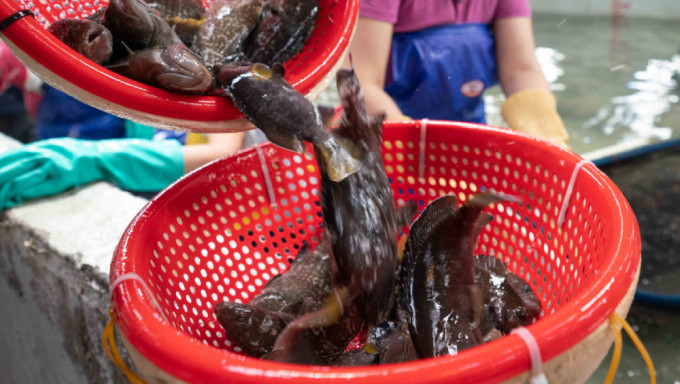 大陸宣布今起恢復台灣石斑魚輸入。 新華社