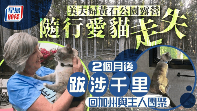 猫猫奇迹与主人团聚。网图