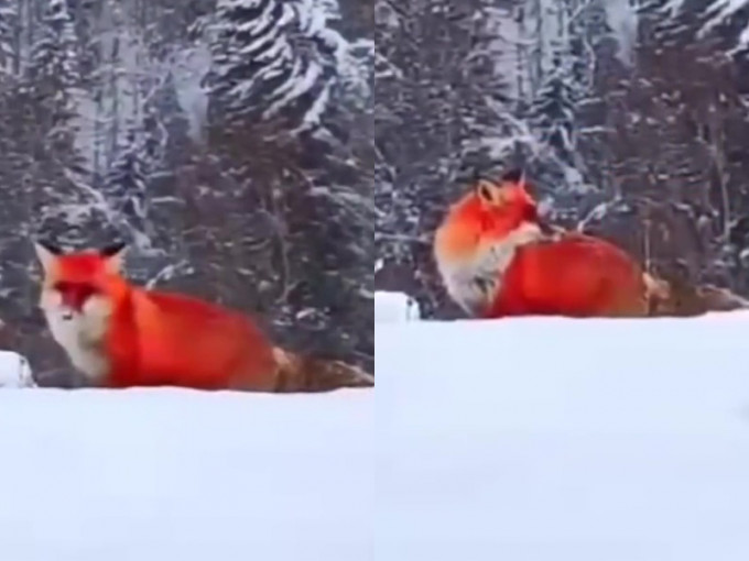 大兴安岭惊现火狐狸雪地觅食。（网图）