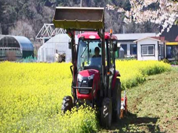 韓國市政府為防民眾聚集，遂決定派出鏟車鏟走油菜花田。網圖