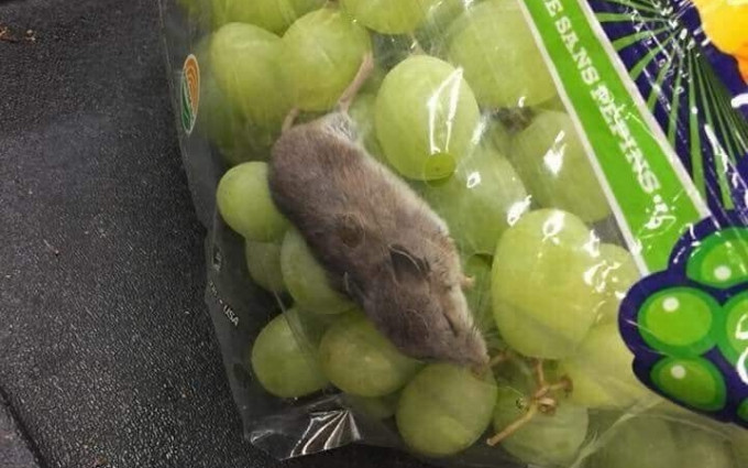 facebook群组广传一张袋装提子藏有老鼠的照片。fb群组「将军澳」