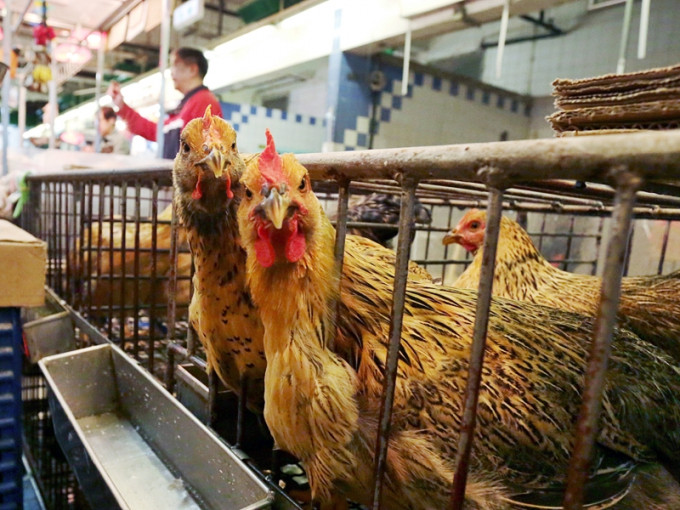 本港暫停進口越南廣義省禽肉及禽類產品。資料圖片