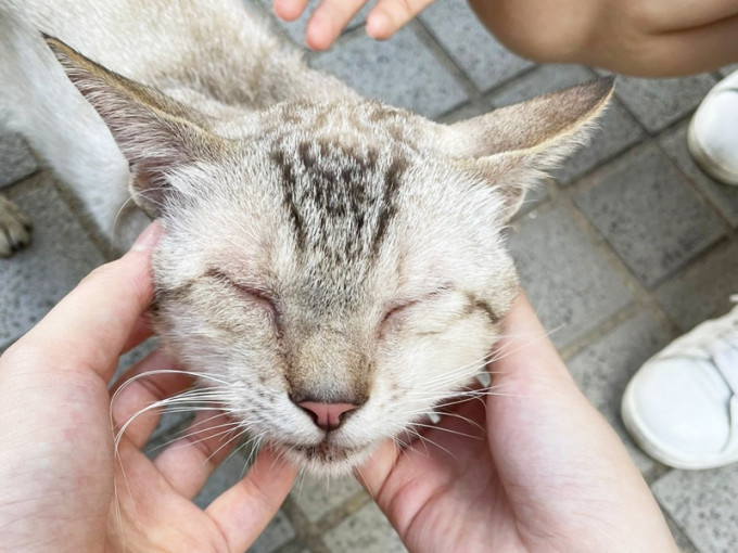 沙田沥源邨怀疑有猫只受虐。网图