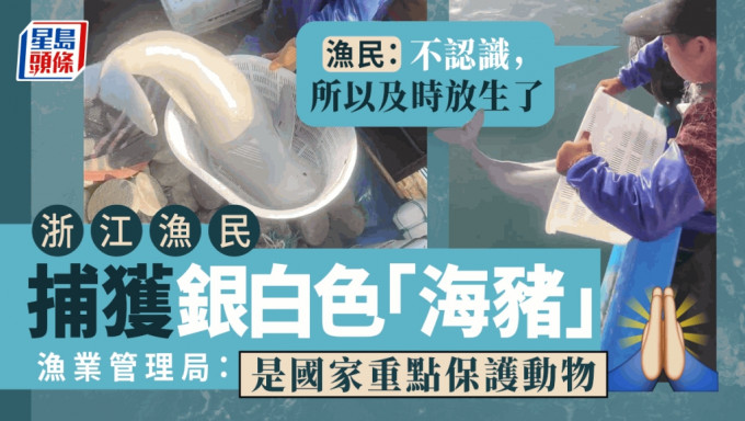 浙江渔民误捕白色「海猪」后放生，官方证为重点保护动物江豚。
