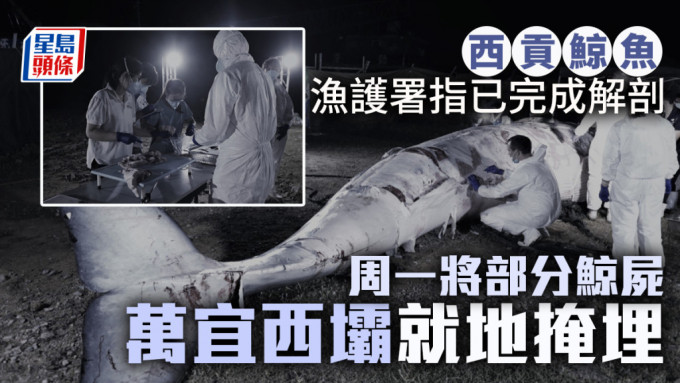西贡鲸鱼｜周一将部分鲸尸于万宜西坝就地掩埋 待尸体自然腐化后再作研究用途