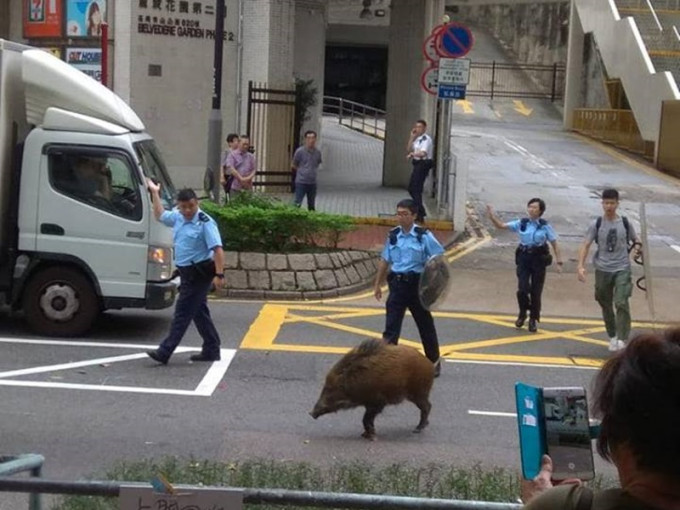 野猪出没荃湾闹市，警方拿盾牌戒备。（图片来源：区议员林琳）